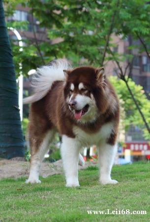 红色阿拉斯加雪橇犬价格