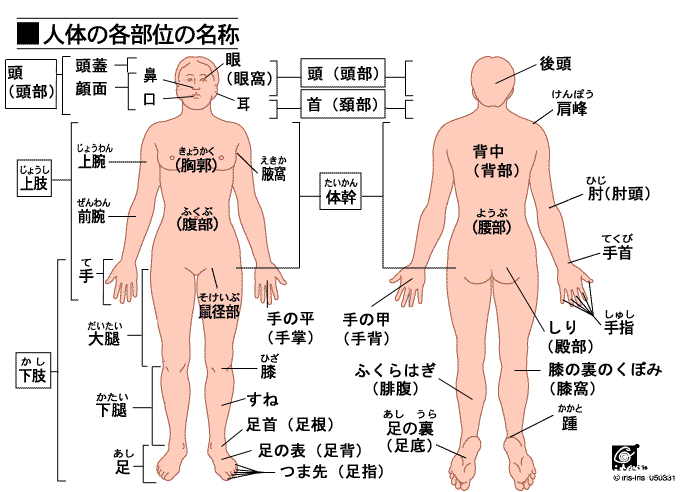 学习｜日语词汇类编：人体器官名称