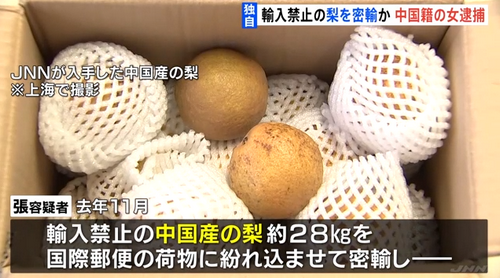 在日本卖“中国梨”违法？！一名在日中国女子被逮捕......