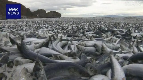 北海道惊现大量沙丁鱼集体死亡！！现场遭居民疯抢...