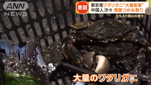中国人组团去东京湾非法捞螃蟹，还在网上疯狂晒攻略，遭日本网友怒怼！