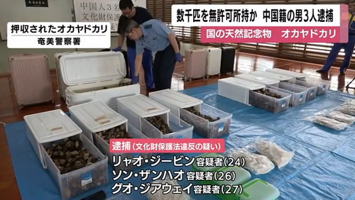 3名中国男子因非法抓捕寄居蟹，被日本警方逮捕