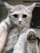 正规宠物店各种猫出售