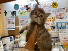 猫舍宠物猫