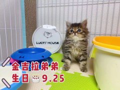 猫舍猫猫