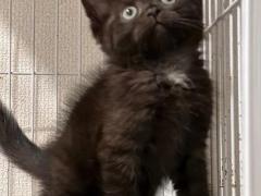 猫咪