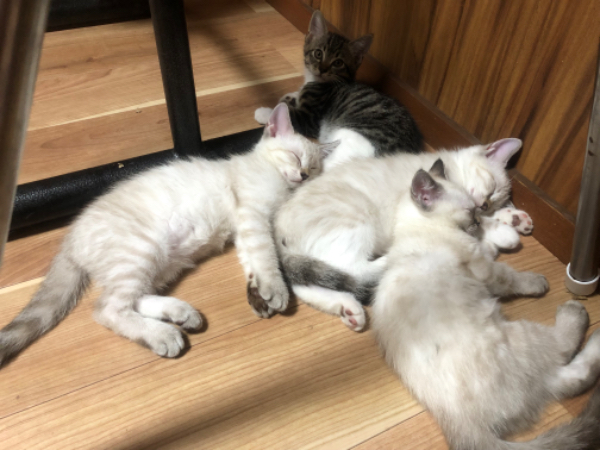 欢迎来领养小猫咪