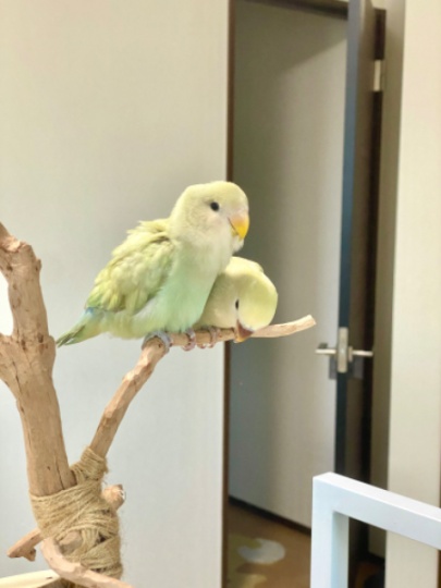 澳桂牡丹找新家