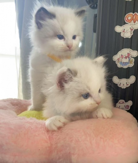 布偶猫