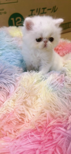 大猫免费小猫有料