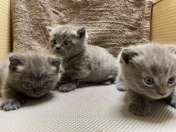纯种蓝猫共计有6只，每只五万元（可议）