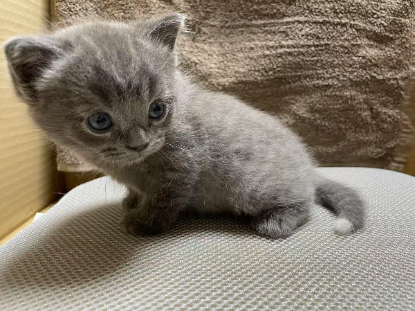 蓝猫中的极品～“垂珠” （只有尾巴尖的一点白）