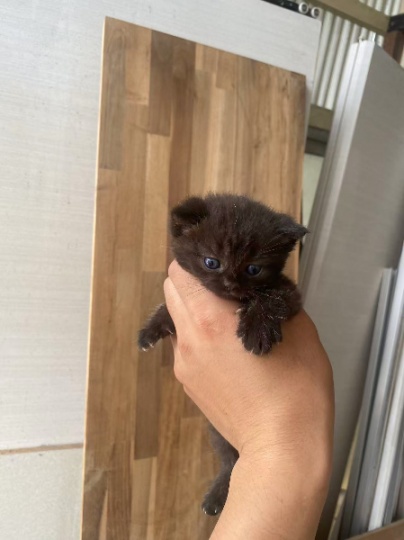 帮朋友出小奶猫。一只纯黑色美短一只，拿铁鱼骨纹美短两只。