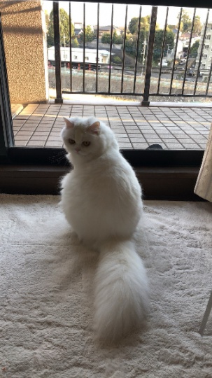 卖母波斯猫