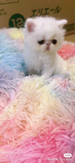 卖公波斯猫