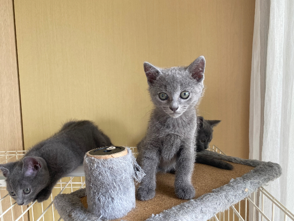 俄蓝小猫最后三只找家长