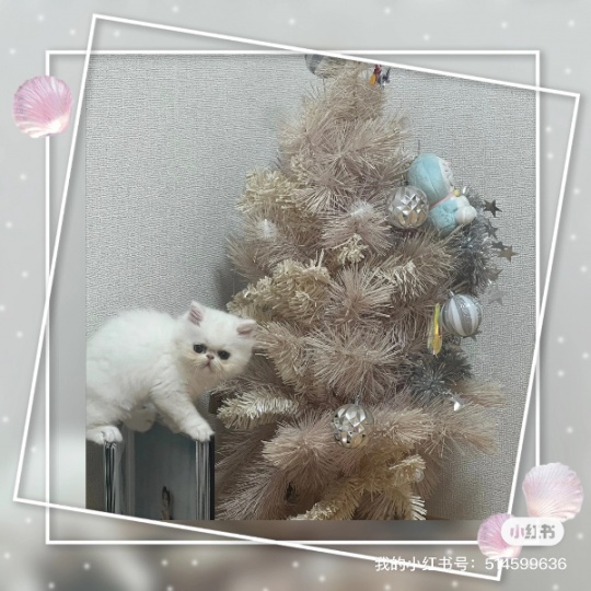 出波斯猫弟弟