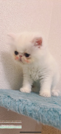 出波斯猫弟弟