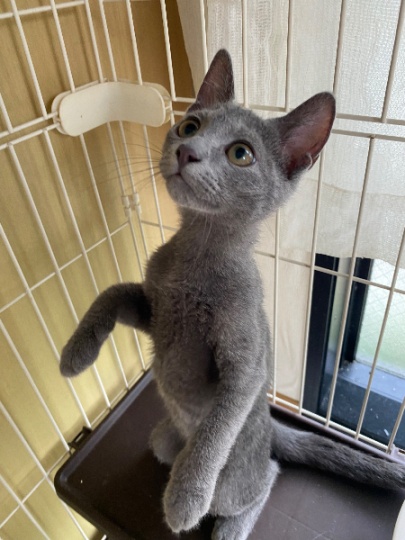 俄罗斯蓝猫妹妹
