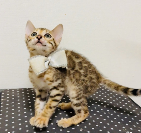 孟加拉豹猫幼崽找家长