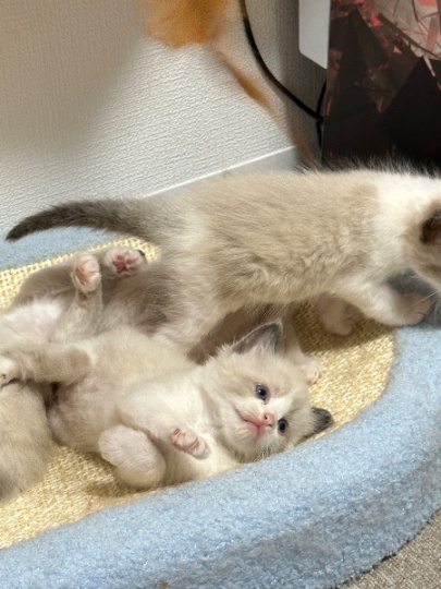 混血布偶猫5万一只