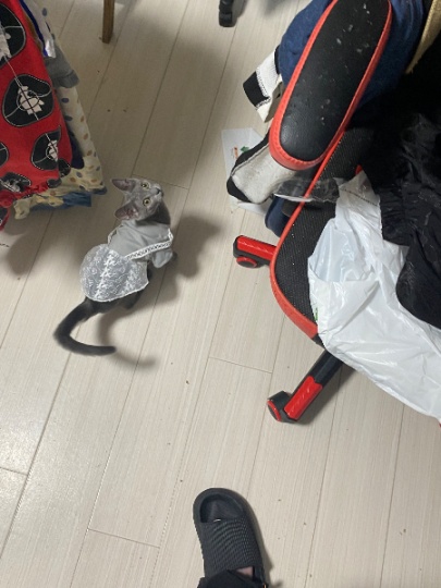 俄蓝妹妹