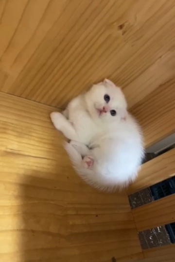 苏格兰