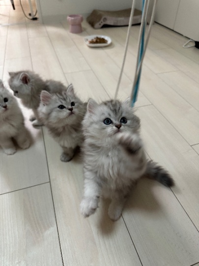 猫咪找家长