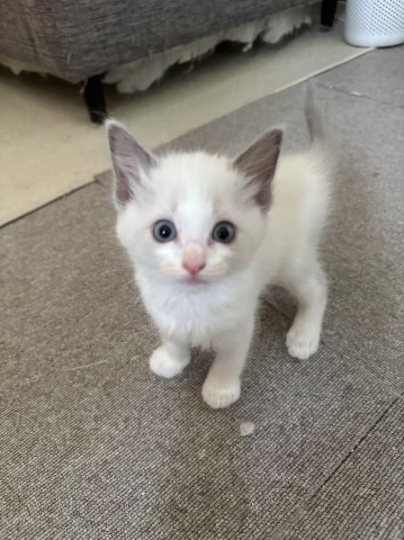 布偶猫5w出