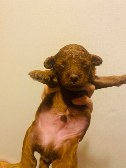 1窝贵宾犬幼崽找新家8月底可以接回家