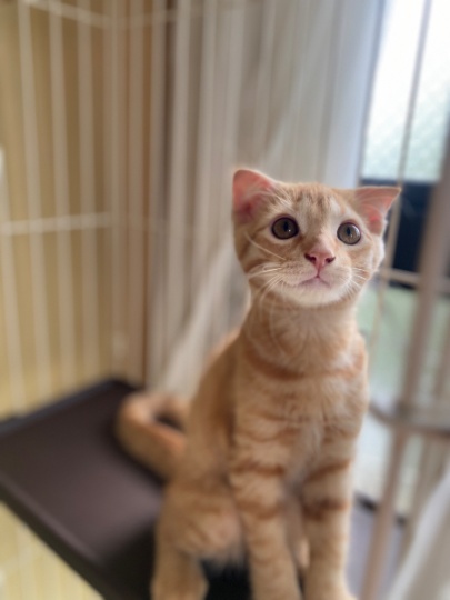 小公猫