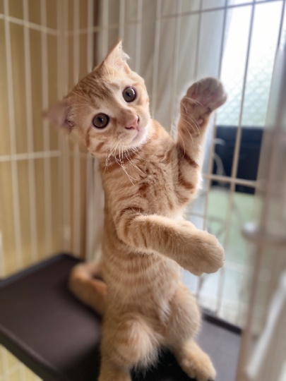 小猫低价带走