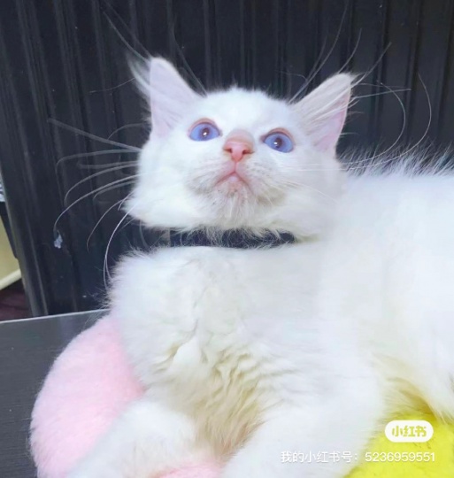 纯种布偶猫崽崽