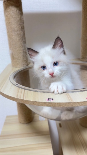 布偶公猫5万