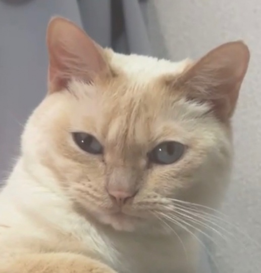 不收任何费用，打过狂犬疫苗没打芯片和三联，没做绝育因为个人原因不能接着养了，很急！！！有需要的联系我哈！！！